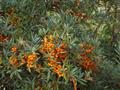 Hippophae rhamnoides